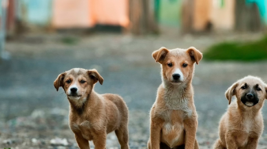 Sakarya Haber: Sokak Köpekleri Saldırdı